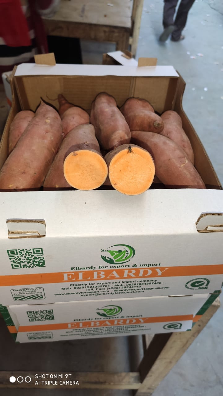 EXPORT SWEET POTATO